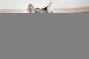 Koje hrane za izabrati za mačku: ocjenu najboljih proizvođača